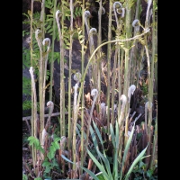 Osmunda regalis (fam Osmondacees) (5)